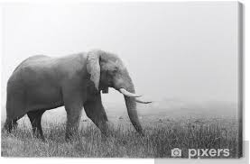 Tableau new york libertad noir et blanc l.80 x h.55 cm eline 69,00 € pier import tableau abstrait gris, noir, blanc vertical 129,00 € pier tableau périodique noir et blanc recherche google. Tableau Sur Toile Elephant En Noir Et Blanc Pixers Nous Vivons Pour Changer