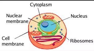 We offer a wide range of high quality human and animal cell and media systems. Where Is The Nucleus In An Animal Cell Quora
