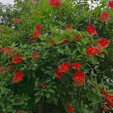 Image result for Erythrina crista-galli