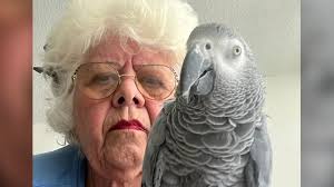 Image result for parrot