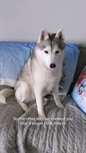 Check spelling or type a new query. Gone To The Snow Dogs Gonetothesnowdogs Profile Pinterest