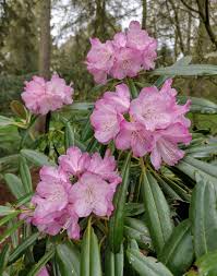 Image result for Rhipidoglossum delepierreanum