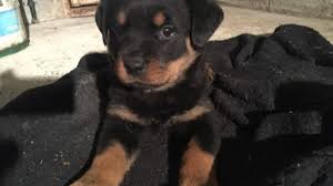 A hybrid dog can inherit many proper toys are highly recommended. Rottweiler German Shepherd Puppies Petclassifieds Com