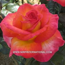 Phil anselmo, heavy metal singer, a former leading member of pantera. Nirp Assortment Of Our Garden Rose Varieties