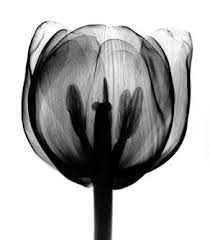Beautiful Black And White Art Photography Tulip From Bert Myers Fine Art Photography Shades Of Black Black White Photos White Photography