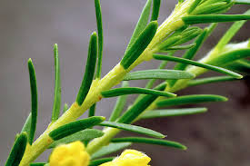 Image result for Gnidia