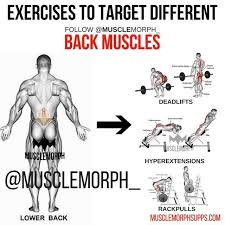 Cheat rows are brilliant for developing strength and have great carry over to lower to the starting position. Back 4 Lower Back Exercises Gym Back Workout Back Workout Bodybuilding