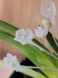 Image result for Podangis