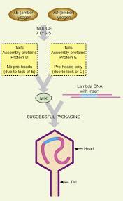 3 the phage particle consists of a head (also known as a capsid ), a tail, and tail fibers (see image of virus below). Enterobacteria Phage Lambda An Overview Sciencedirect Topics