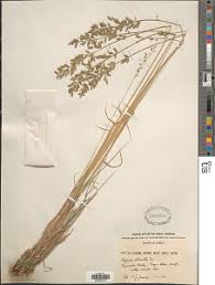 Image result for Eragrostis sclerantha