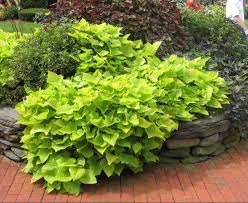 I bought 4 ornamental sweet potato vines and over the last 2 weeks they have become the meal of some bugs! Ornamental Sweet Potato Umass Amherst Greenhouse Crops And Floriculture Program