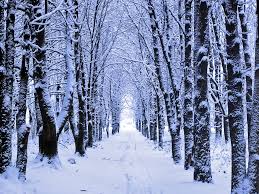 Winter Woods Snow Wallpaper Is The Ascendancy Of Moderate Liberalism Making Republicans Dumber Nature Wallpaper Winter Wood Forest Pictures