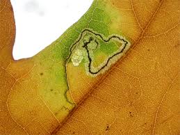 Image result for Stigmella roborella