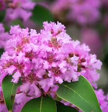 Image result for Lagerstroemia