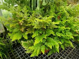 Image result for Selaginella vogelii