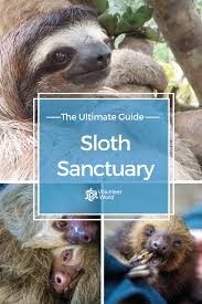 Sloth Sanctuary 2020 Volunteer With Sloths Volunteer World Volunteering With Animals Sloth Experience Animal Conservation