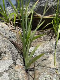 Image result for Radinosiphon leptostachya