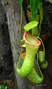 Green Pitcher Plant By Foozma73 Pitcher Plant Carnivorous Plants Carnivore Plants