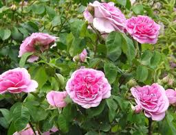 あとりえティストウのブログ