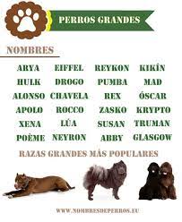 600 Nomes Para Cachorros Originais E Bonitos Nomes Info