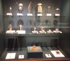 Check spelling or type a new query. Glass Sea Creatures Wikipedia