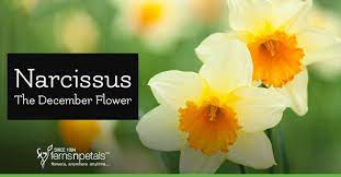 Know More About Narcissus The December Flower Ferns N Petals Singapore