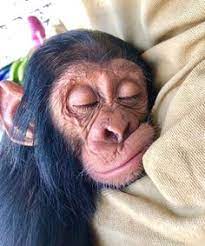 Monyet tersebut duduk dengan santai dan menyantap. Ellya San D Ana Ellyasand Profil Pinterest