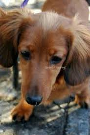Get great deals on ebay! Pin By Katarina Pivonkova On Psikovia Long Haired Dachshund Puppies City Dog