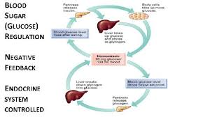 Normal Blood Sugar Level Chart Without Diabetes Diabetes