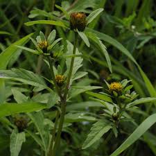 Image result for Porphyrostemma grantii