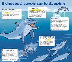 Dauphins Animaux Dauphin Education