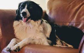 Border Collie Great Pyrenees Mix Size Appearance Your Dogs World