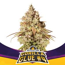 Final thoughts on growing gorilla glue #4. Purchase Gorilla Glue 4 2020