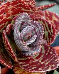 Kalanchoe Humilis This Thing Looks Like A Zebra Mashed With A Succulent Plants Succulents Succulent Gardening