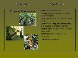 Different types of cactus, joshua tree etc. Plant Adaptations What Does Adaptation Mean Ppt Video Online Download