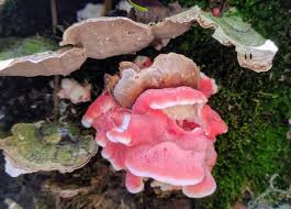 Image result for Merulius incarnatus