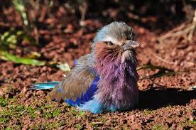 But the roller image he was after eluded him until his very last day. Baby Lilac Breasted Roller The Bellmaker Flickr