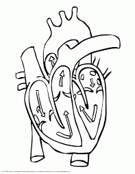 Free anatomy of heart coloring pages printable for kids and adults. Human Heart Coloring Page Coloring Pages For Kids And For Adults Coloring Home