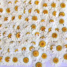 Once the moisture has been removed, you can coat the flower blossoms. 100pcs White Daisy Dried Flowers Natural Pressed Flower For Resin Mobile Phone Case Pendant Bracelet Jewelry Decoration Material Super Deal 8d99 Cicig