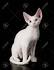 Popular items for white devon rex - etsy