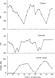Image result for Samanea leptophylla