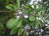 Image result for Gymnosporia pubescens