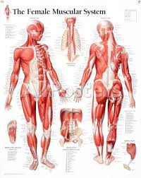 Laminated Muscular System Female Educational Chart Poster