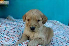 Ckc english cream golden retriever puppies (weatherford) hide this posting restore restore this posting. Craigslist St Louis Free Pets Nar Media Kit