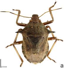 Image result for Hypolytrum pynaertii