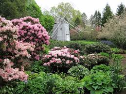 Rhododendron Days Beautiful Gardens Beautiful Flowers Garden Plant Breeding