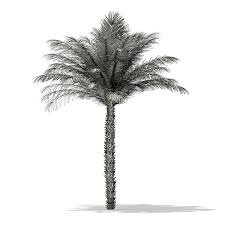 Date Palm Tree 3d Model 5m Model Tree Palm Trees Palm