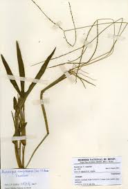 Image result for Anthephora cristata