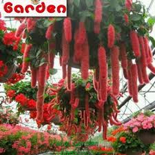 Jual pot gantung tanaman dan bunga ukuran 20cm (diameter) kami menjual berbagai jenis pot gantung dengan berbagai model, ppt gantung model lama hingga yang terkini. Jual Tanaman Hias Gantung Murah Harga Terbaru 2021