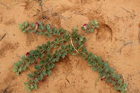 Image result for Harpagophytum zeyheri